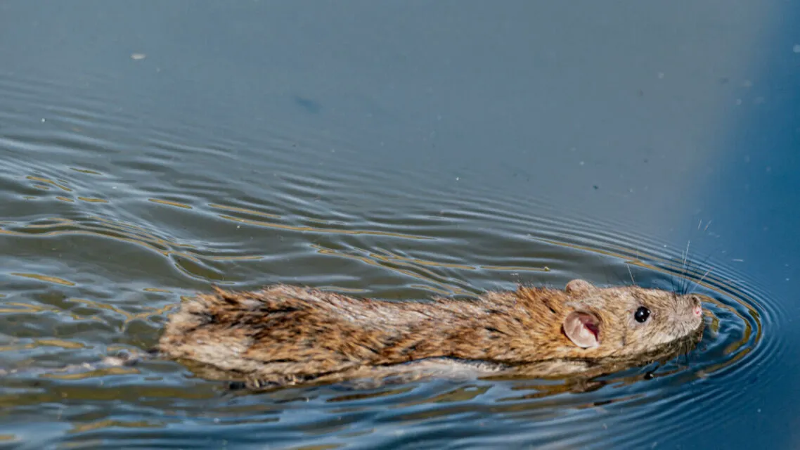 Cara Mencegah Leptospirosis, Penyakit Kencing Tikus yang Mewabah di Musim Hujan! 4 leptospirosis