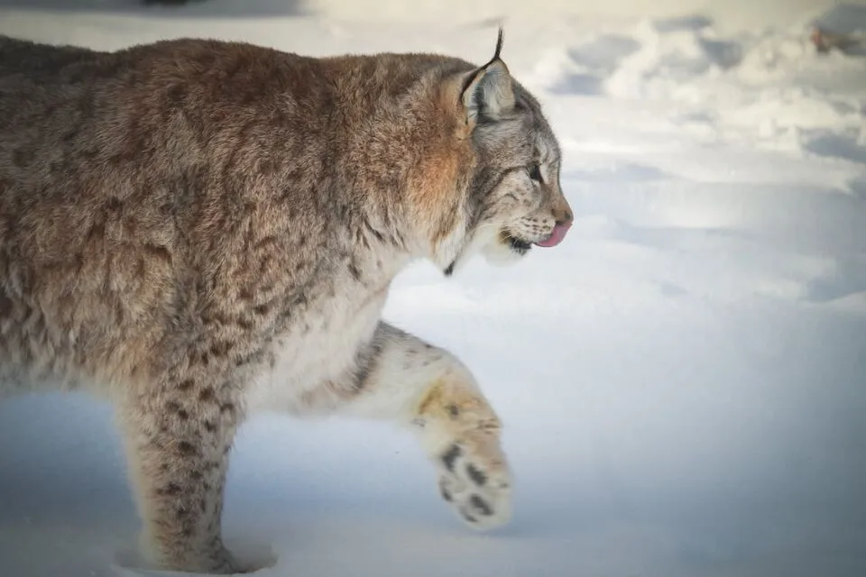 Swedia Izinkan Pemburuan Ratusan Kucing Lynx, Padahal Populasinya Hampir Punah 4 Kucing lynx Swedia
