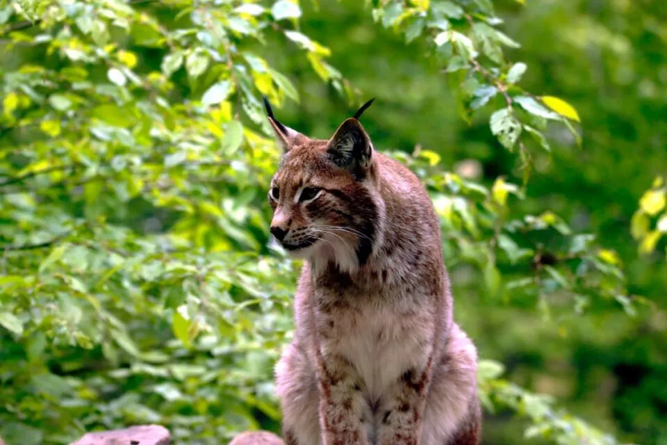 Swedia Izinkan Pemburuan Ratusan Kucing Lynx, Padahal Populasinya Hampir Punah 5 kucing lynx swedia
