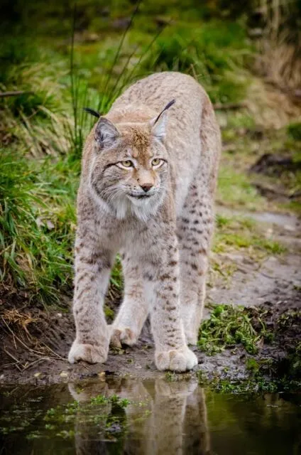 Swedia Izinkan Pemburuan Ratusan Kucing Lynx, Padahal Populasinya Hampir Punah 6 kucing lynx swedia