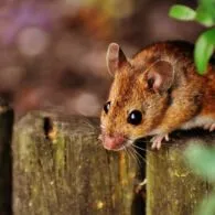Masuk Musim Hujan, Waspada Wabah Leptospirosis! 249 Kasus Ditemukan di Jatim