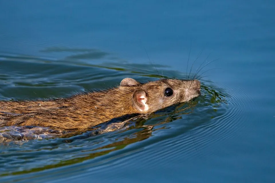 Masuk Musim Hujan, Waspada Wabah Leptospirosis! 249 Kasus Ditemukan di Jatim 5