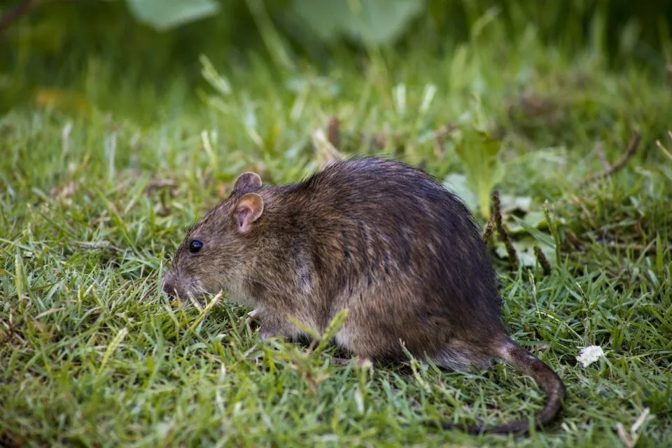 Masuk Musim Hujan, Waspada Wabah Leptospirosis! 249 Kasus Ditemukan di Jatim 4 Leptospirosis