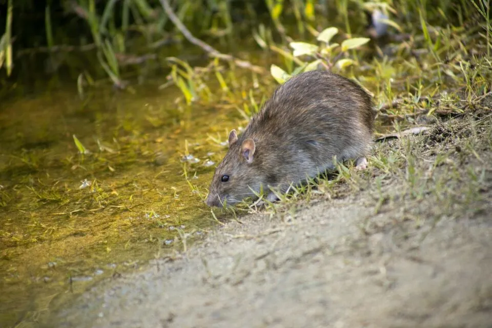 Masuk Musim Hujan, Waspada Wabah Leptospirosis! 249 Kasus Ditemukan di Jatim 6 Gejala leptospirosis dan cara pencegahannya