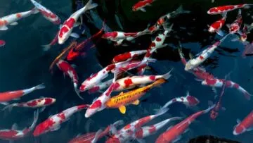 Ingin Memelihara Ikan Koi? Simak Tips-Tips Berikut Ini!