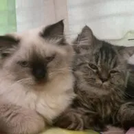 Peran Kucing dalam Meningkatkan Kesejahteraan Manusia