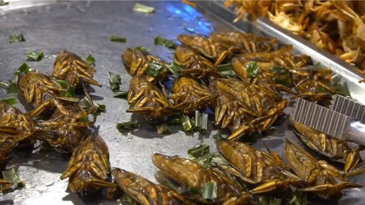 10 Makanan Ekstrim di Thailand yang Populer, Ada Paruh Bebek! 28 hipwee-makanan ekstrim di Thailand - kumbang air goreng