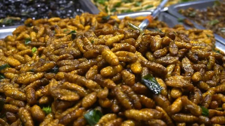 10 Makanan Ekstrim di Thailand yang Populer, Ada Paruh Bebek! 27 hipwee-makanan ekstrim di thailand - ulat sutra