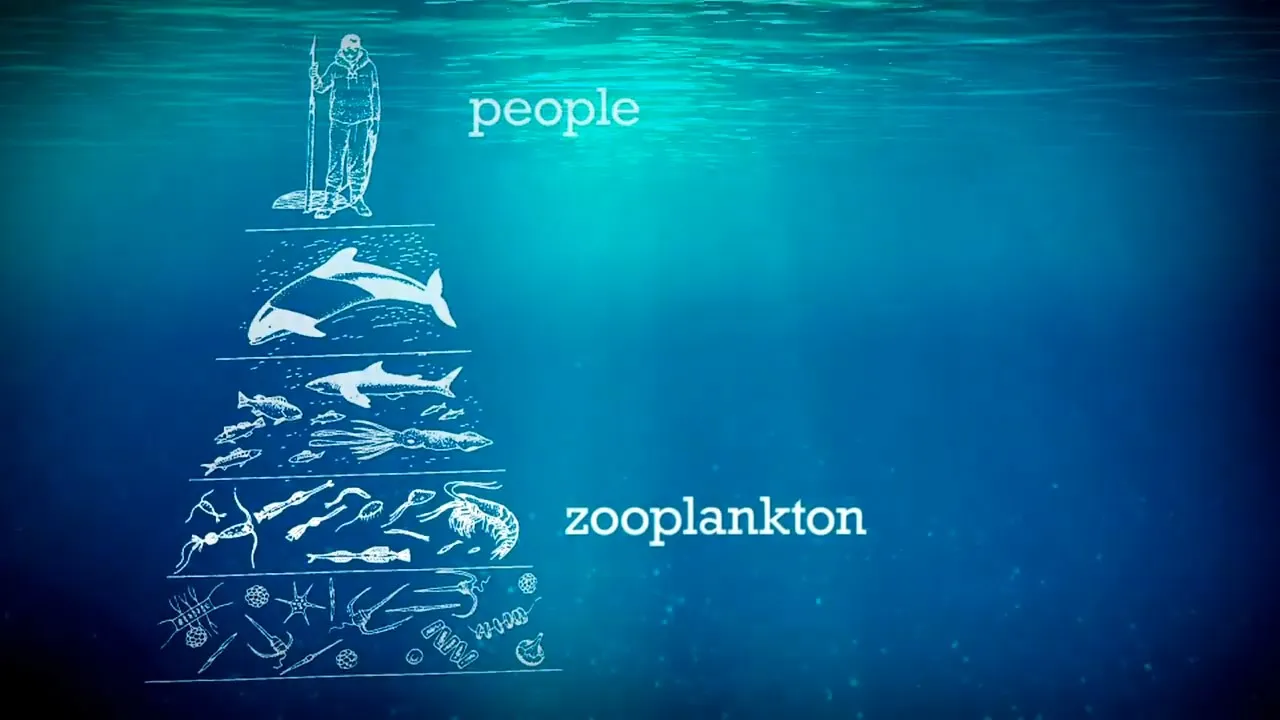 Apa Yang Terjadi Pada Plastik di Lautan? Jadi The Great Pacific Patch 8
