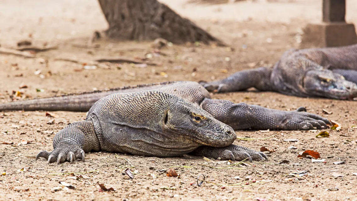 Jangan Bingung, Ini 5 Tempat Indah di Sekitar Labuan Bajo untuk Liburan Akhir Tahun! 7 Komodo di Taman Nasional Komodo