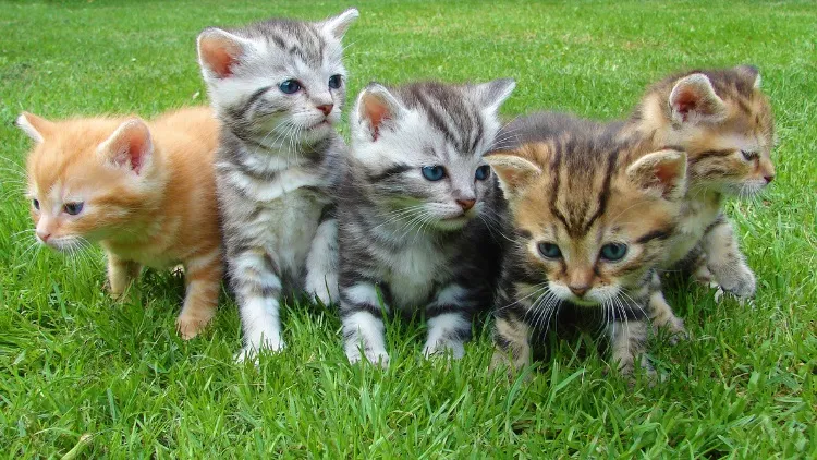 50+ Ide Nama Kucing Jantan Lucu, Unik, Keren, dan Menggemaskan 8