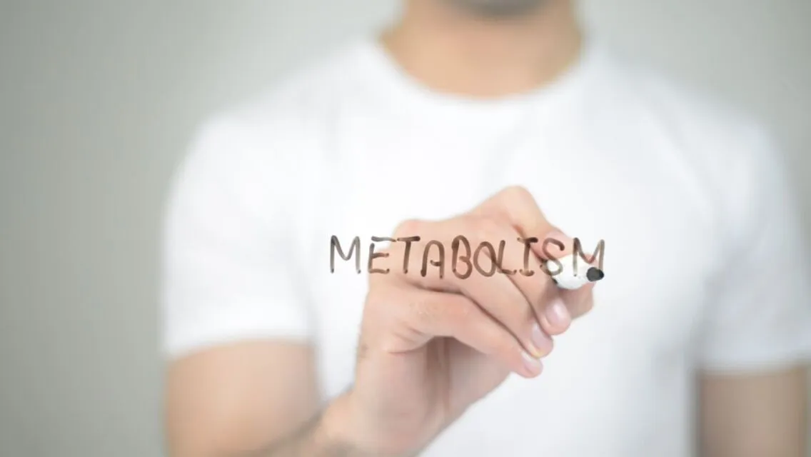 Faktor yang Mempengaruhi Efektivitas Susu Penambah Berat Badan 10 jenis metabolisme tubuh