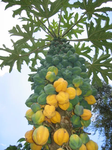 10 Makanan Khas Dieng Wonosobo, Ada Mie Pakai Kuah Kacang! 20