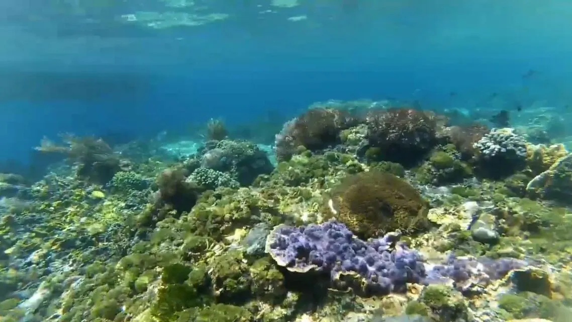 Menjelajahi Wisata Pulau Alor, Menyibak Keindahan di Ujung Timur NTT 18