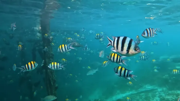 Wisata Raja Ampat yang Memukau Dengan Keindahan Biota Laut yang Kaya 14