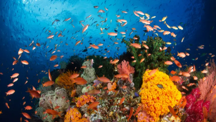 Wisata Raja Ampat yang Memukau Dengan Keindahan Biota Laut yang Kaya 18