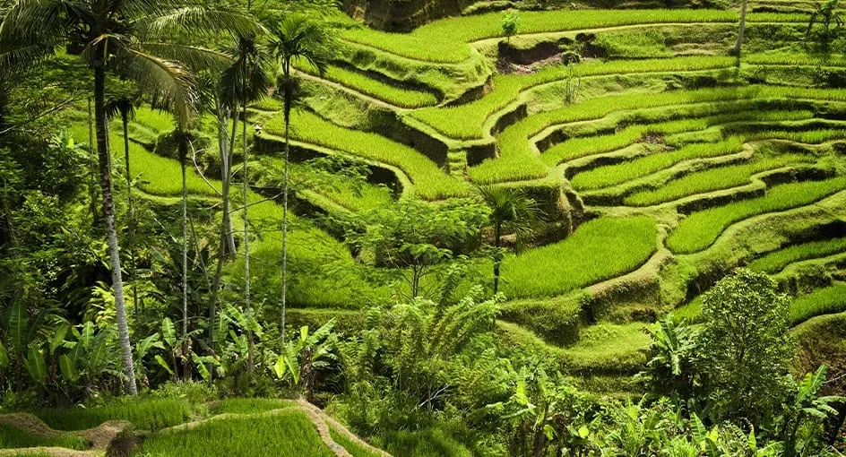 Mau Liburan ke Bali? Ini 10 Destinasi Wisata Paling Menakjubkan yang Wajib Kamu Kunjungi! 9 Sawah Terasering Tegallalang Bali