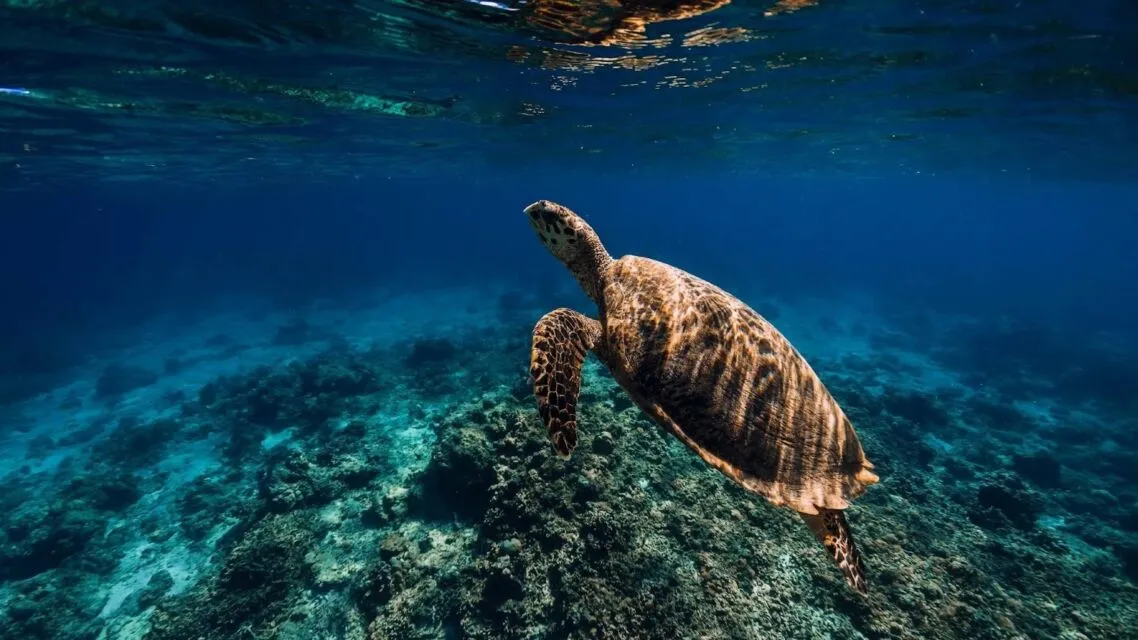 Mau Liburan ke Bali? Ini 10 Destinasi Wisata Paling Menakjubkan yang Wajib Kamu Kunjungi! 7 Balai Konservasi Penyu Bali