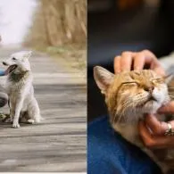 The Right Pet for Your Pace: How to Choose the Best Animal for Your Lifestyle