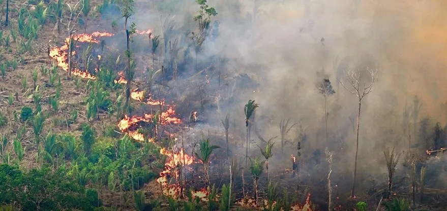 7 Fakta Menarik Hutan Amazon yang Jarang Diketahui Netizen! 4 kebakaran hutan amazon