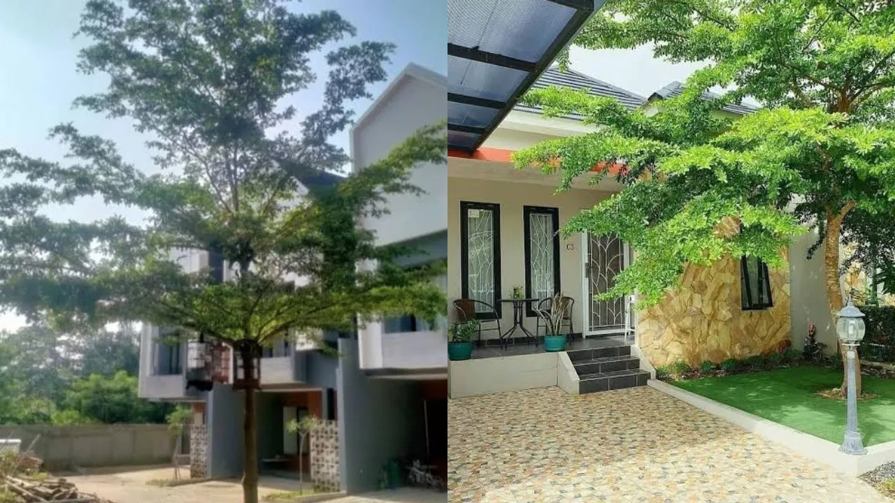 Tanaman Banyak Manfaat yang Cocok Ditanam di Halaman Rumah: 10 Pilihan Cerdas untuk Lingkungan Lebih Sehat 12 tanaman banyak manfaat yang cocok di tanam di halaman rumah ketapang kencana