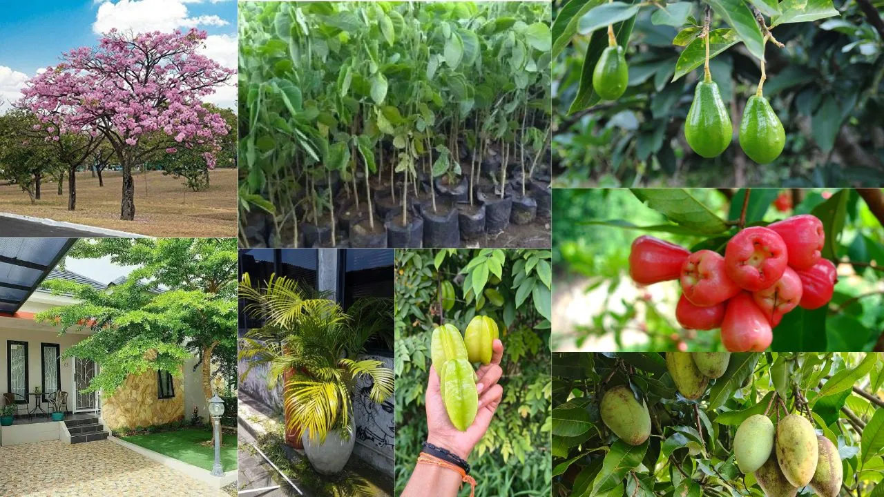 Tanaman Banyak Manfaat yang Cocok Ditanam di Halaman Rumah: 10 Pilihan Cerdas untuk Lingkungan Lebih Sehat