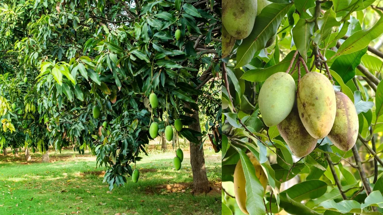 pohon mangga