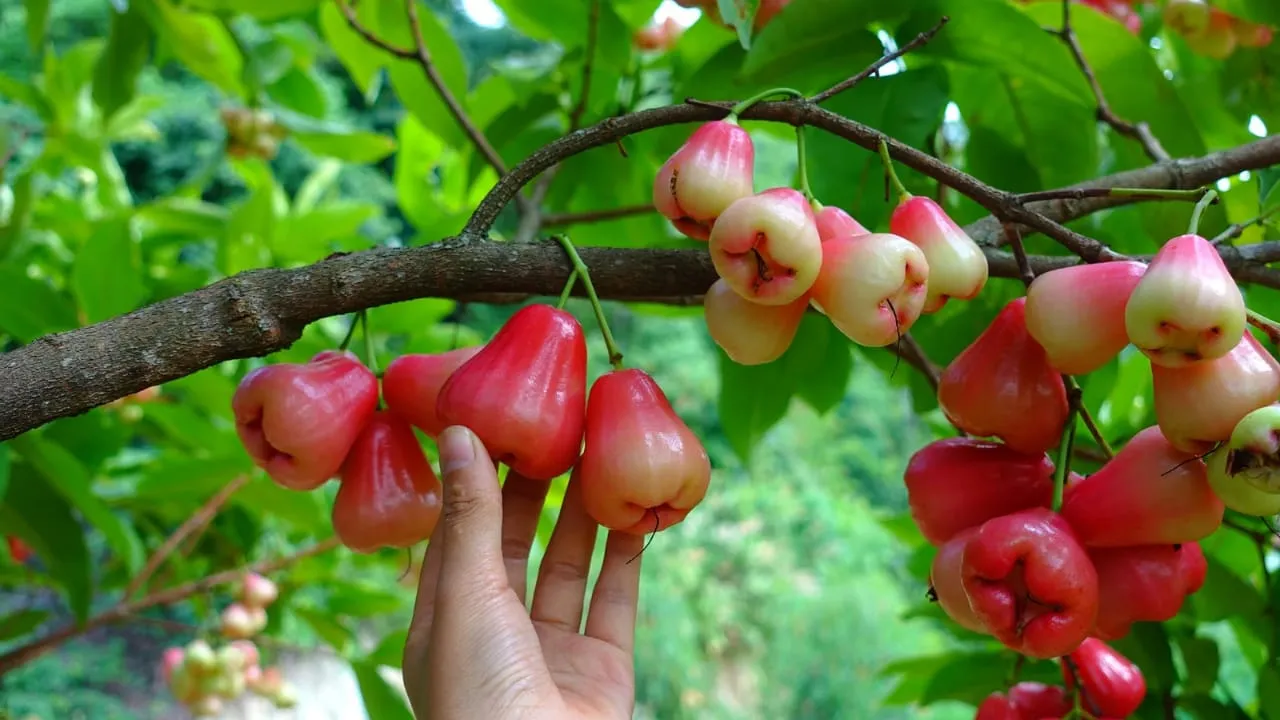 Tanaman banyak manfaat-jambu air