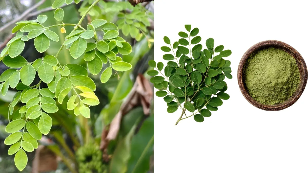 tanaman banyak manfaat-kelor