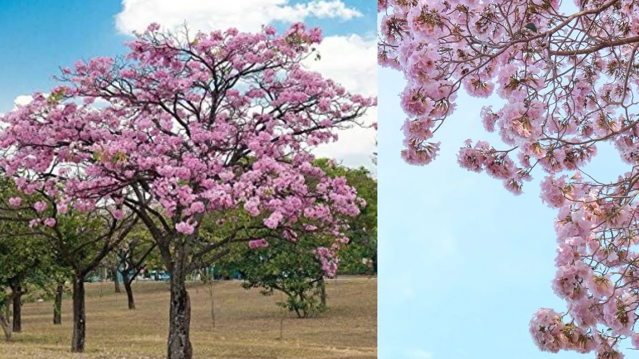 tabebuya