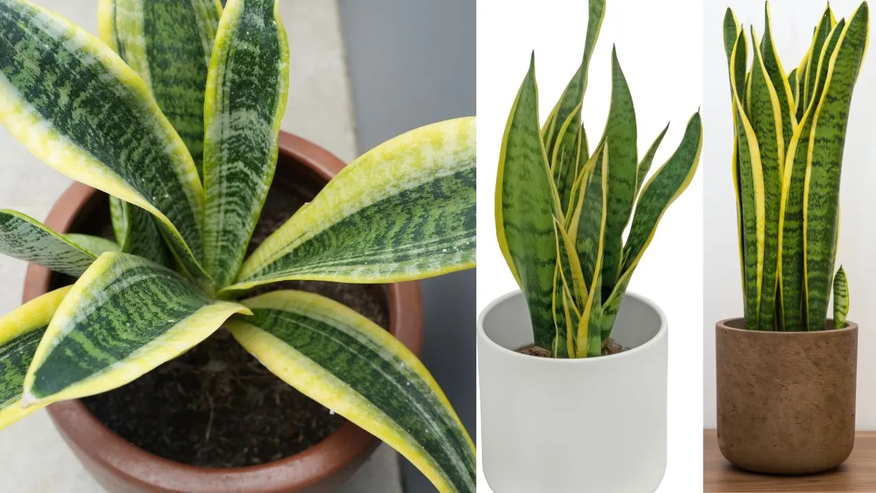 Tanaman Banyak Manfaat untuk Kamar Lidah Mertua