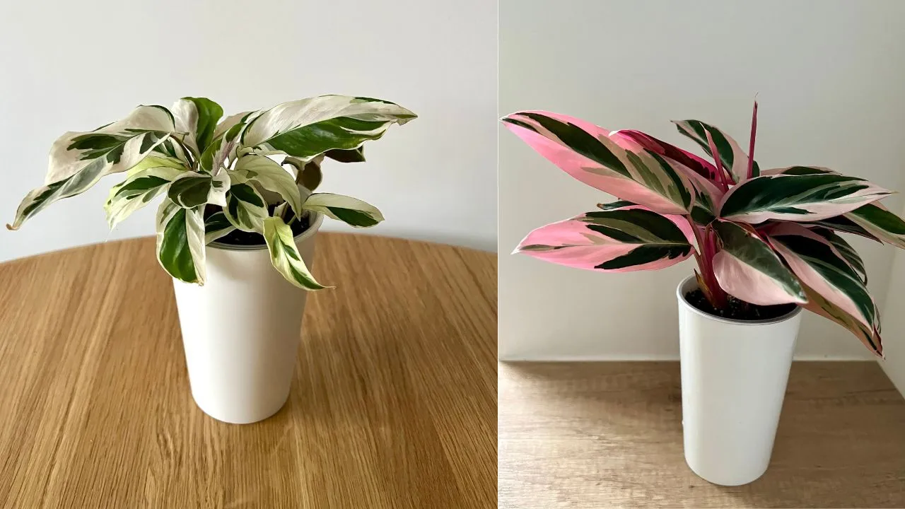 11 Tanaman Banyak Manfaat untuk Kamar: Pilihan Terbaik Bikin Kamarmu Lebih Sehat 17 Calathea