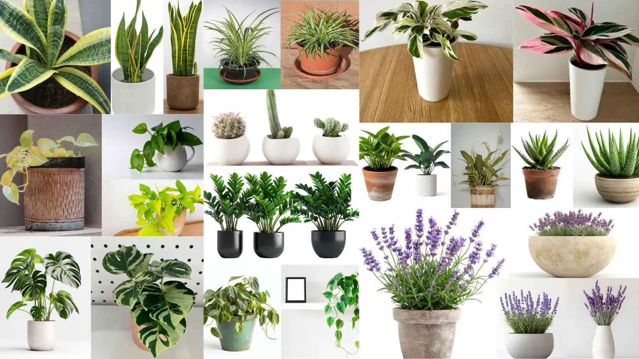 11 Tanaman Banyak Manfaat untuk Kamar: Pilihan Terbaik Bikin Kamarmu Lebih Sehat