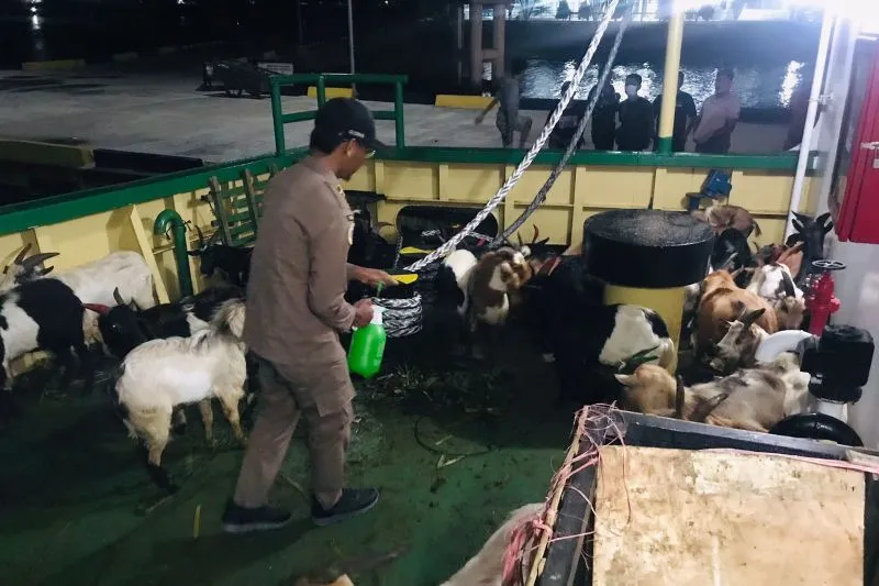 hipwee-Ciri-ciri kambing layak untuk kurban