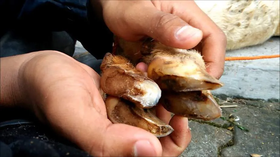 hipwee-ciri kambing yang layak untuk kurban