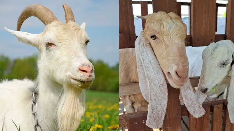 10 Ciri Kambing yang Layak untuk Kurban, Biar Niat Baikmu Makin Tenang