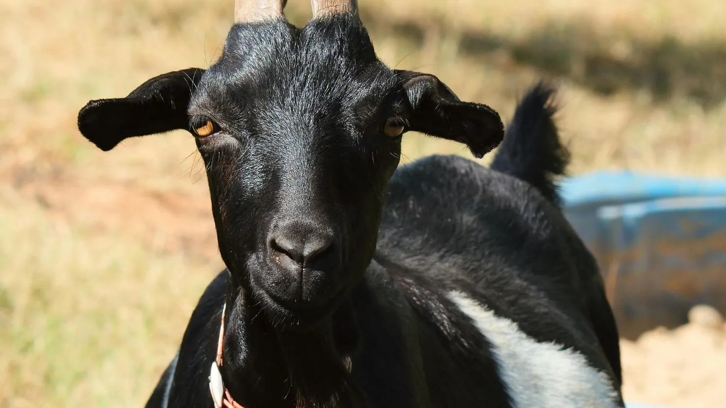 hipwee-Ciri-ciri kambing yang layak untuk kurban