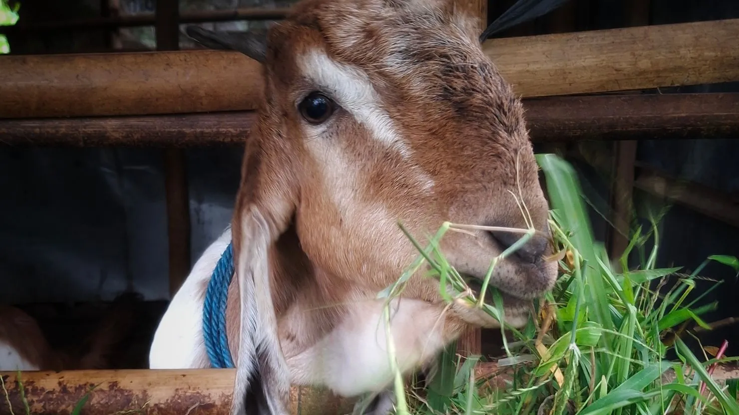 hipwee-ciri kambing yang layak untuk kurban