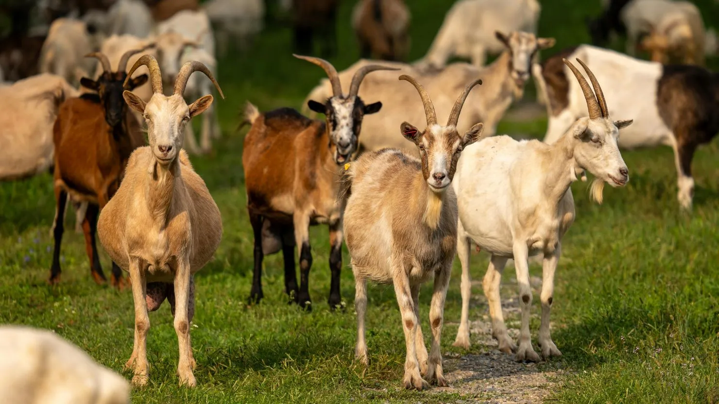 hipwee-ciri-ciri kambing yang layak untuk kurban