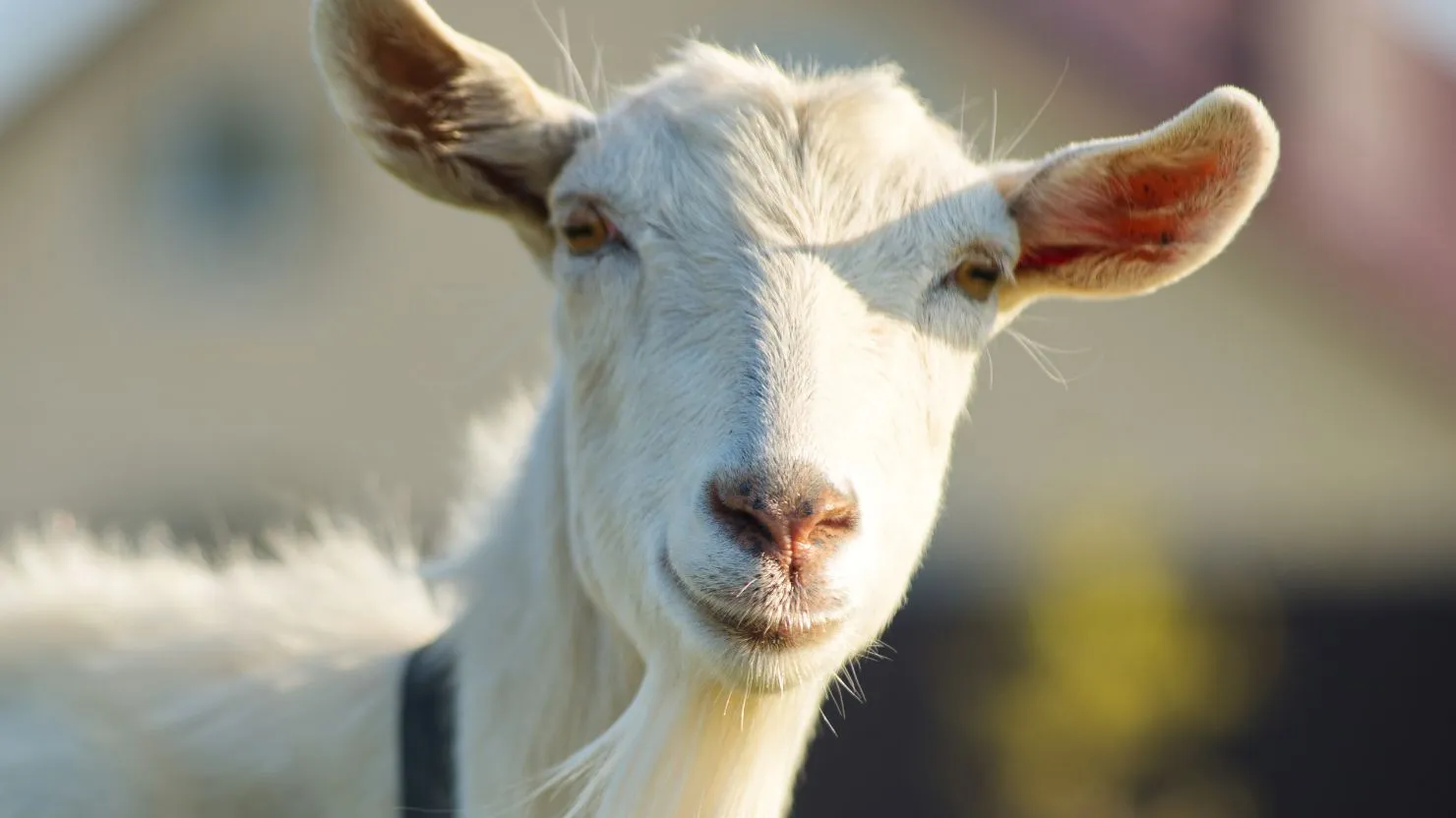 hipwee- ciri kambing yang layak untuk kurban