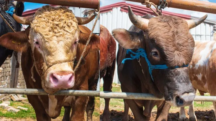 10 Ciri Sapi yang Sehat untuk Kurban, Biar Nggak Cuma Modal Feeling