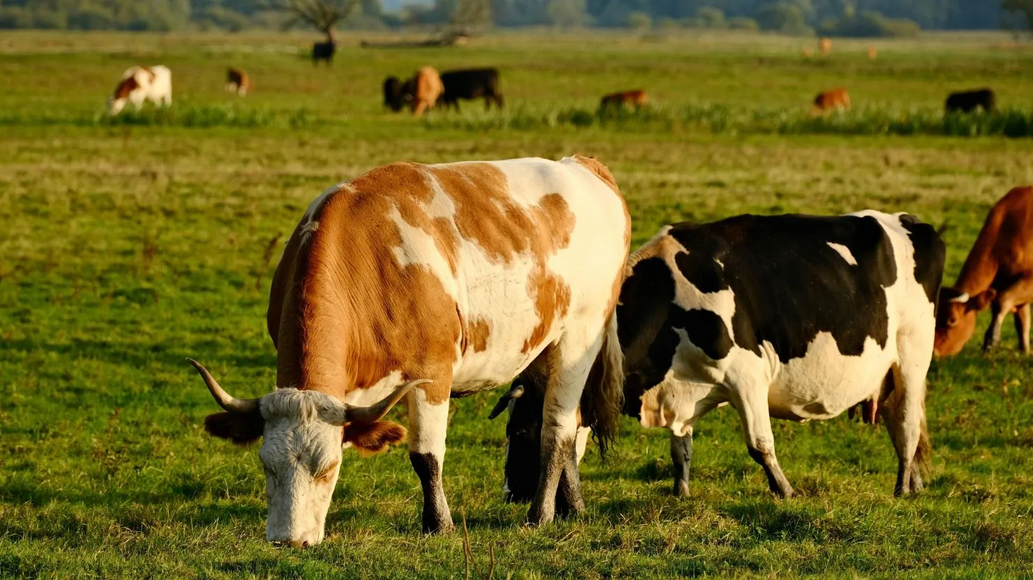 hipwee-sapi kurban (2)