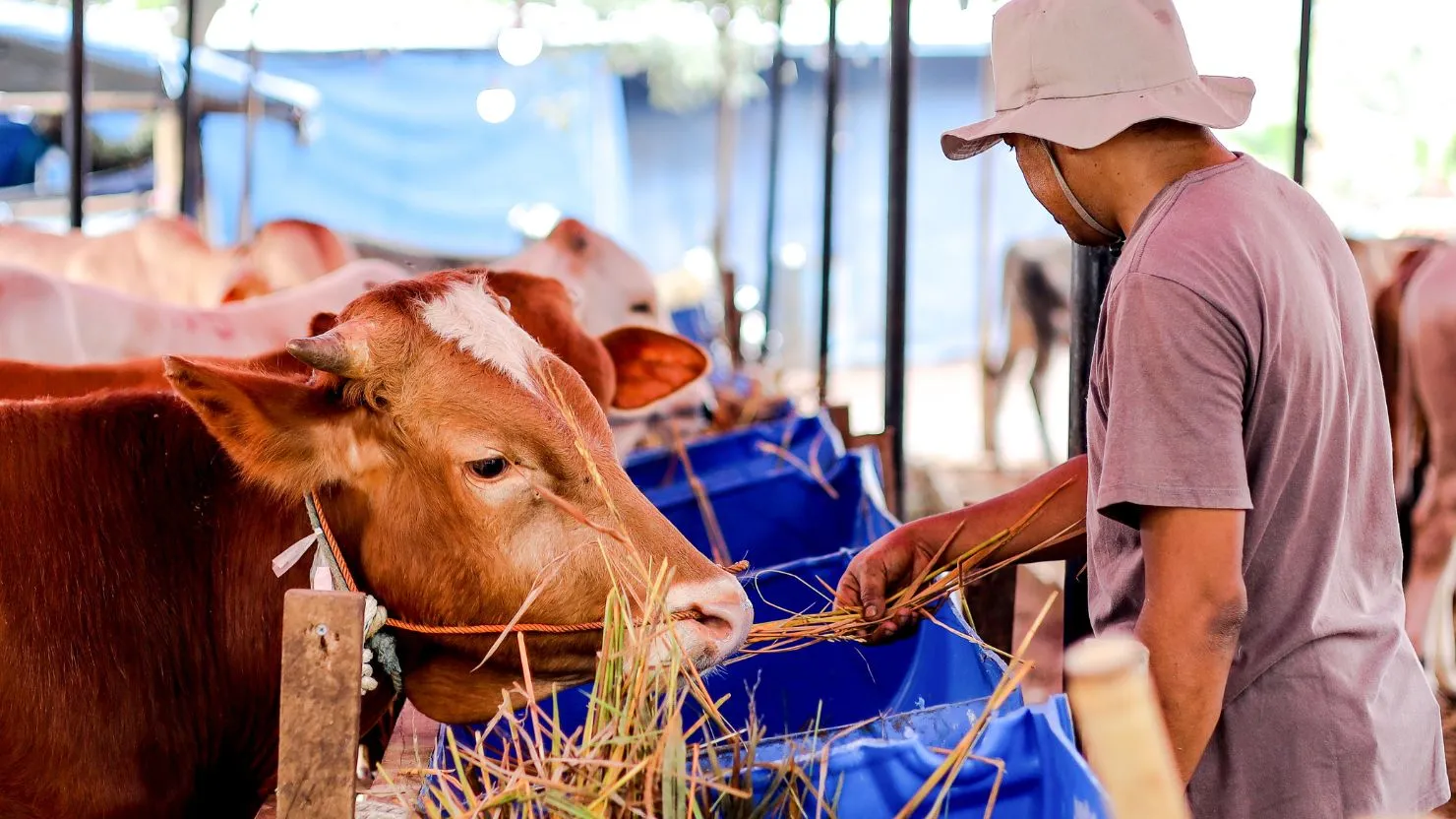 hipwee-ciri sapi yang sehat untuk kurban