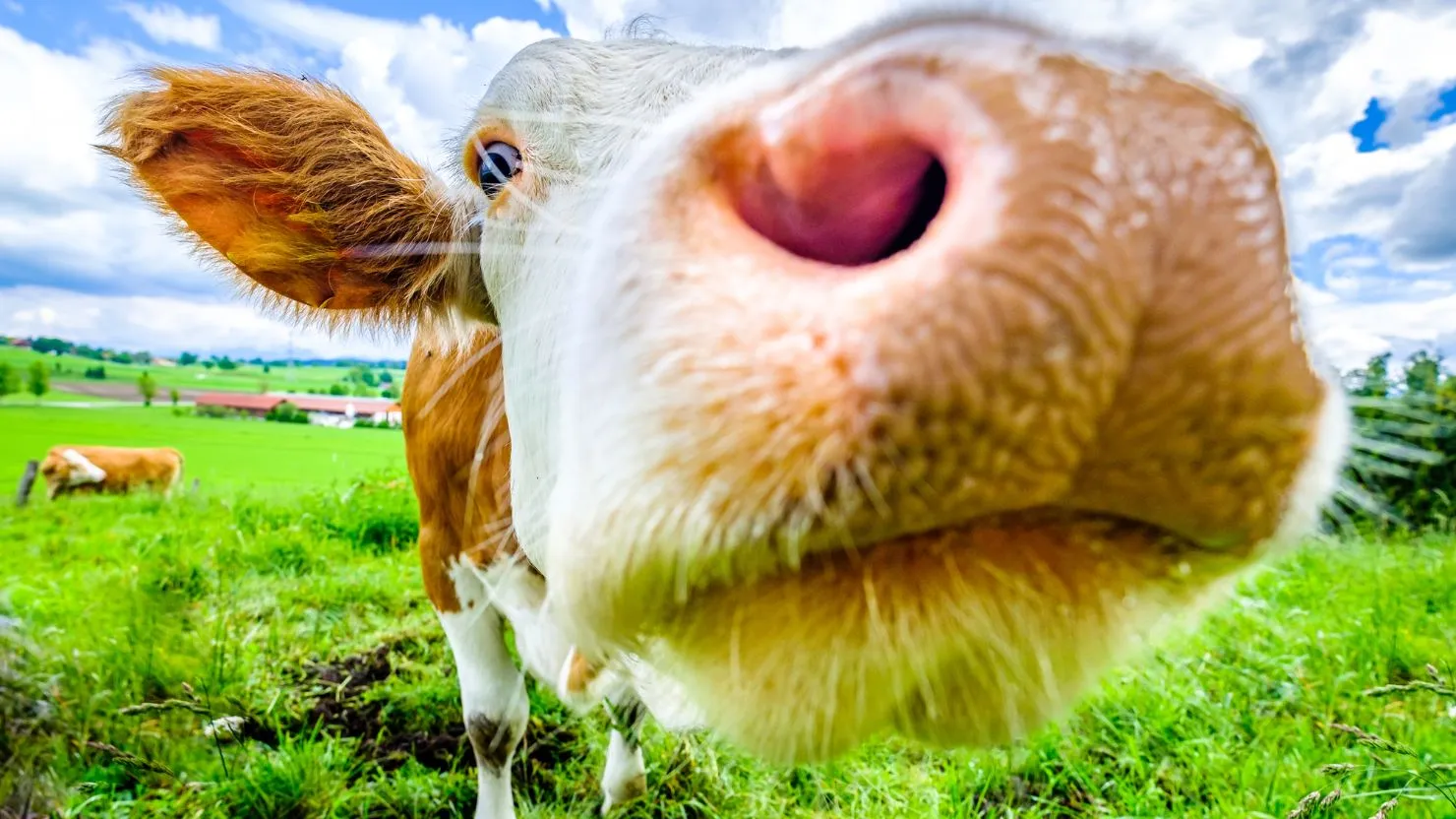 hipwee-ciri sapi yang sehat untuk kurban