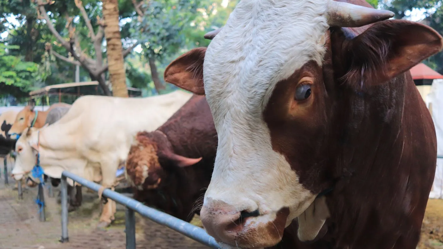 hipwee-ciri sapi yang sehat untuk kurban