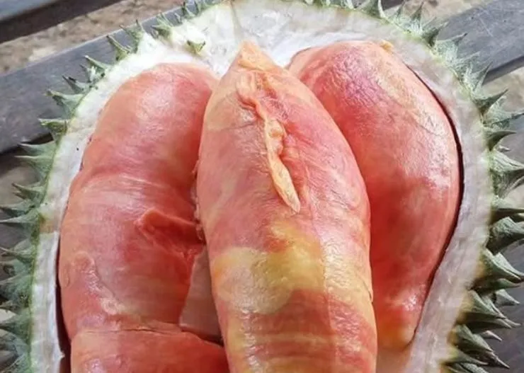 12 Oleh-Oleh Khas Banyuwangi Populer yang Worth It Dibeli 24 durian merah banyuwangi