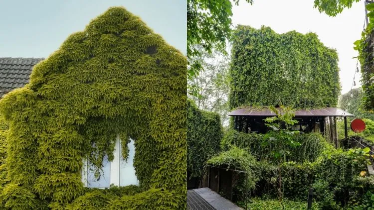 5 Cara Jaga Rumah Tetap Sejuk Tanpa AC Saat Cuaca Panas, Bikin Betah!