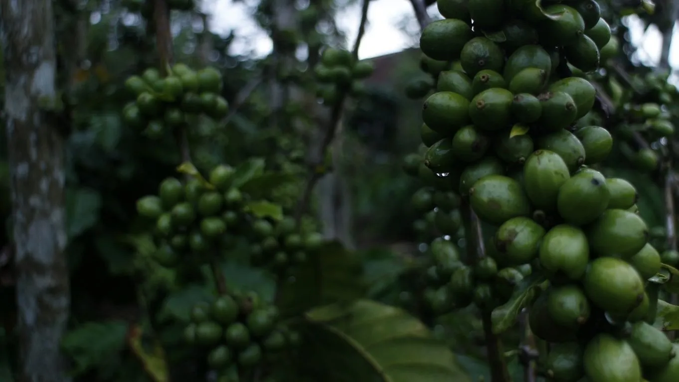 Wajib Coba! 7 Jenis Kopi di Indonesia dengan Aroma dan Rasa Khas 7 kopi Lampung salah satu kopi di Indonesia terbaik