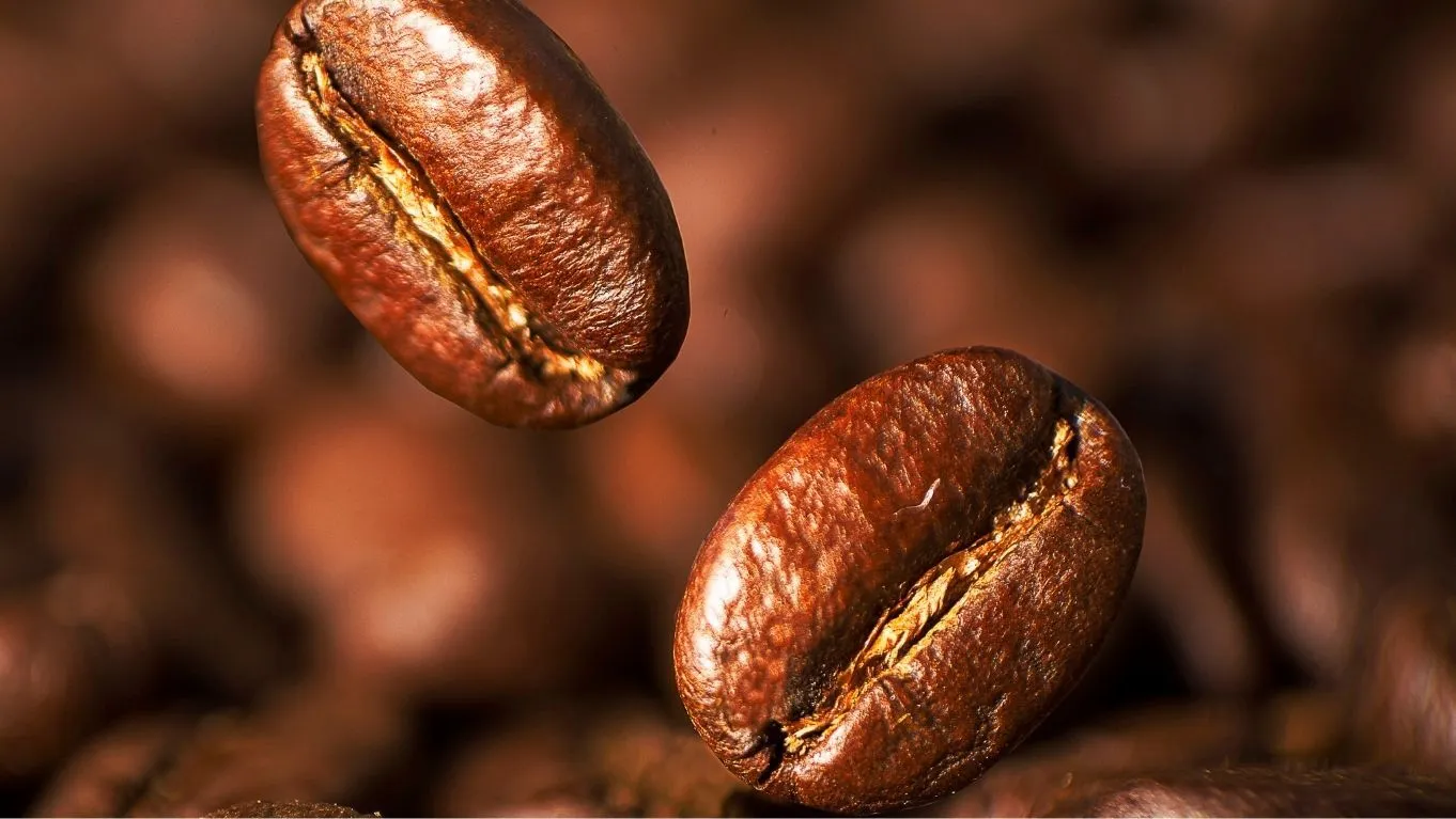 Perbedaan Kopi Robusta dan Arabika, Kamu Suka yang Mana? 1 karakteristik kopi robusta