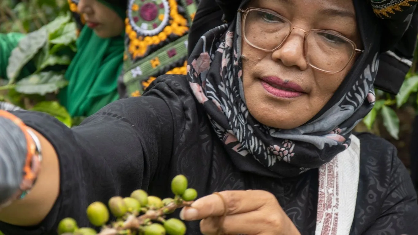 Wajib Coba! 7 Jenis Kopi di Indonesia dengan Aroma dan Rasa Khas 6 kopi Gayo salah satu jenis kopi di Indonesia yang memiliki cita rasa khas